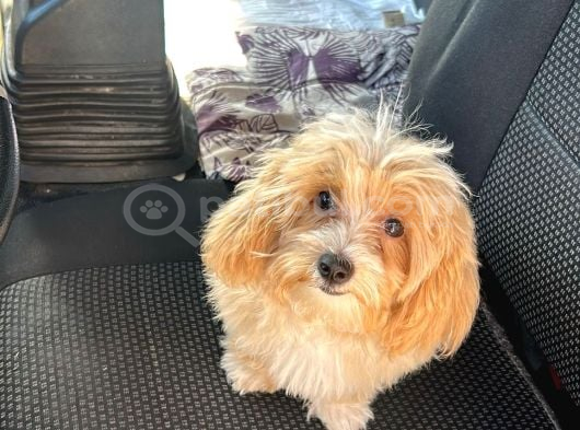 Safkan Erkek  Maltipoo 5 Aylık görsel