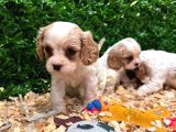 Burkemden A Kan Cavalier King Charles Yavruları