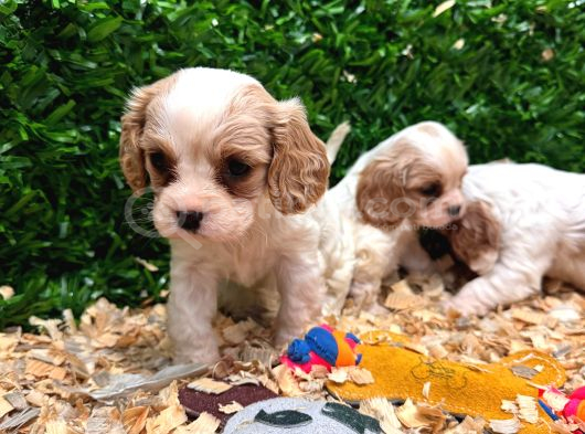 Burkemden A Kan Cavalier King Charles Yavruları görsel
