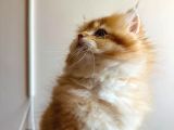 British Golden Longhair By12 Erkek
