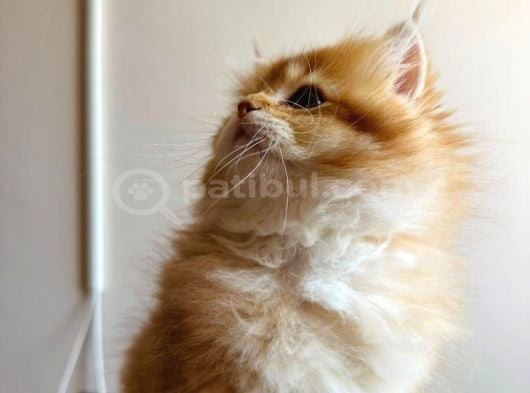 British Golden Longhair By12 Erkek görsel