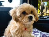 Safkan Erkek  Maltipoo 5 Aylık