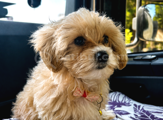 Safkan Erkek  Maltipoo 5 Aylık görsel