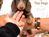 Minyatür Dachshund Yavrularımız  Dişi  Erkek Seçenekleri