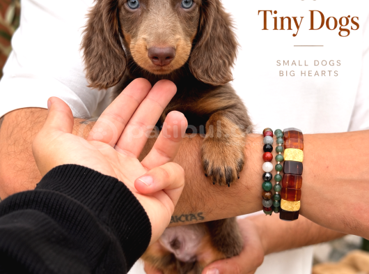 Minyatür Dachshund Yavrularımız  Dişi  Erkek Seçenekleri görsel