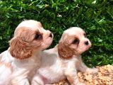 Burkemden A Kan Cavalier King Charles Yavruları