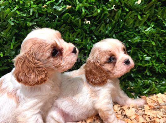 Burkemden A Kan Cavalier King Charles Yavruları görsel