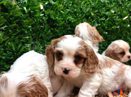 Burkemden A Kan Cavalier King Charles Yavruları görsel