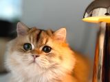 Ny 12 Golden British Longhair