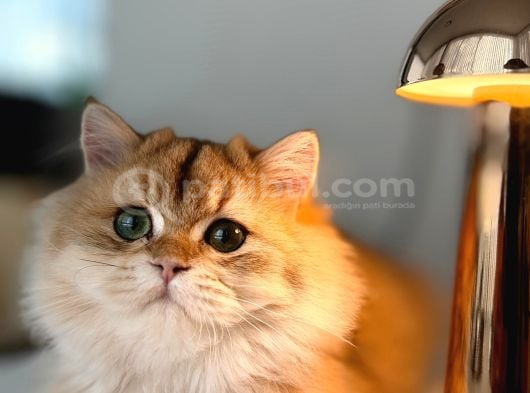 Ny 12 Golden British Longhair görsel