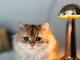 Ny 12 Golden british longhair
