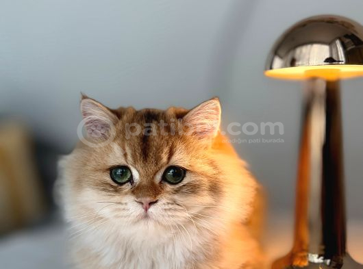 Ny 12 Golden british longhair