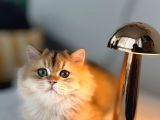Ny 12 Golden British Longhair