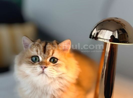 Ny 12 Golden British Longhair görsel