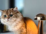 Ny 12 Golden British Longhair