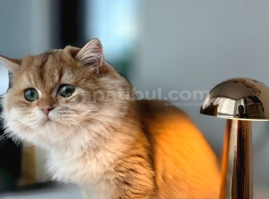 Ny 12 Golden British Longhair görsel