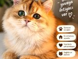 Ny 12 Golden British Longhair