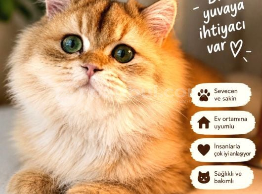 Ny 12 Golden British Longhair görsel