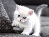 Anatomi̇ Hari̇kasi Bri̇ti̇sh Shorthai̇r Bebekler
