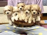 VETERİNER KLİNİĞİNDE TESLİM MALTİPOO BEBEKLER