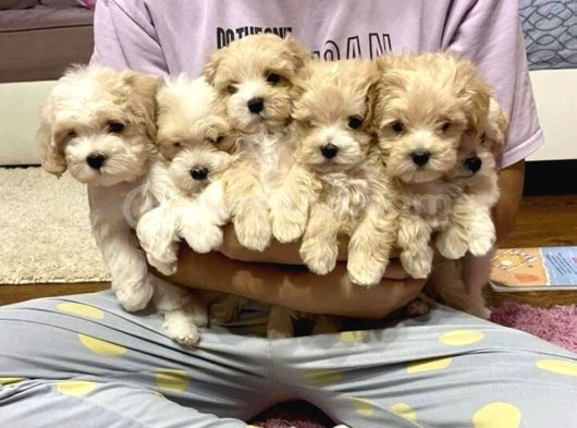 VETERİNER KLİNİĞİNDE TESLİM MALTİPOO BEBEKLER