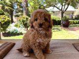 Veteri̇ner Kli̇ni̇ği̇nde Tesli̇m Malti̇poo Bebekler