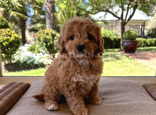 Veteri̇ner Kli̇ni̇ği̇nde Tesli̇m Malti̇poo Bebekler görsel