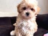 Veteri̇ner Kli̇ni̇ği̇nde Tesli̇m Malti̇poo Bebekler