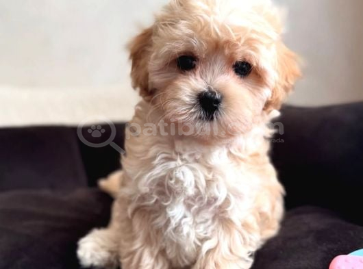 Veteri̇ner Kli̇ni̇ği̇nde Tesli̇m Malti̇poo Bebekler görsel