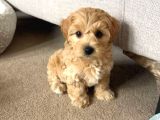 Veteri̇ner Kli̇ni̇ği̇nde Tesli̇m Malti̇poo Bebekler