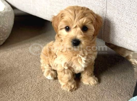 Veteri̇ner Kli̇ni̇ği̇nde Tesli̇m Malti̇poo Bebekler görsel