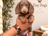 Minyatür Dachshund Yavrularımız  Dişi  Erkek Seçenekleri