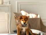 Muhteşem Surat Yapısına Sahip Shiba Inu Yavruları