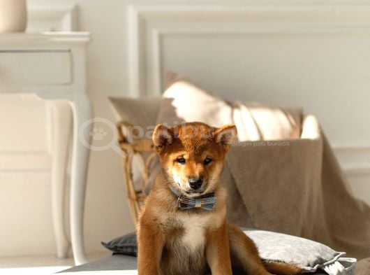 Muhteşem Surat Yapısına Sahip Shiba Inu Yavruları görsel
