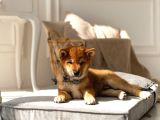 Muhteşem Surat Yapısına Sahip Shiba Inu Yavruları
