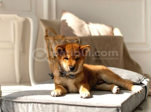 Muhteşem Surat Yapısına Sahip Shiba Inu Yavruları görsel
