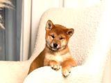 Muhteşem Surat Yapısına Sahip Shiba Inu Yavruları