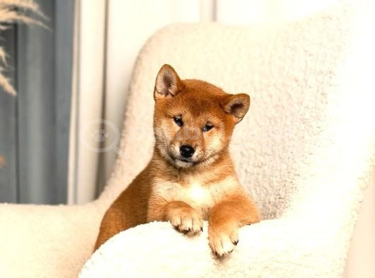 Muhteşem Surat Yapısına Sahip Shiba Inu Yavruları