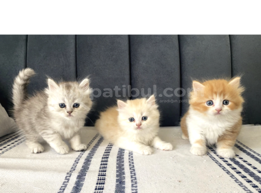 Bri̇ti̇sh Longahi̇r Pamuk Şekerleri̇m görsel
