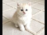 Bri̇ti̇sh Longahi̇r Pamuk Şekerleri̇m