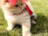 Show Kalite British Longhair Ny 12