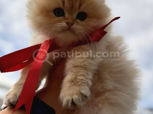 Show Kalite British Longhair Ny 12 görsel