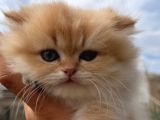 Show Kalite British Longhair Ny 12