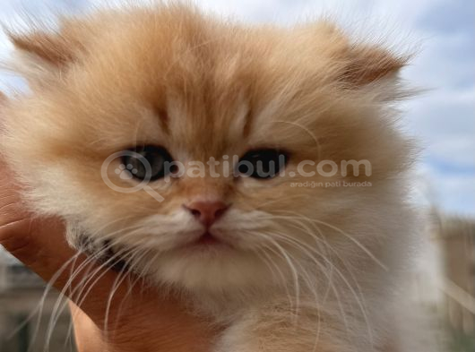Show kalite British longhair ny 12