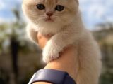 Show Kalite Özel Renk Ay 12 British Shorthair