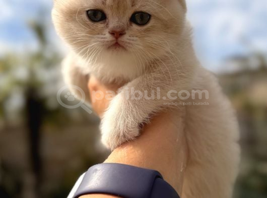 Show Kalite Özel Renk Ay 12 British Shorthair görsel