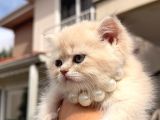 Show Kalite Özel Renk Ay 12 British Shorthair