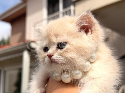 Show Kalite Özel Renk Ay 12 British Shorthair görsel