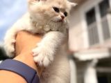Show Kalite Özel Renk Ay 12 British Shorthair