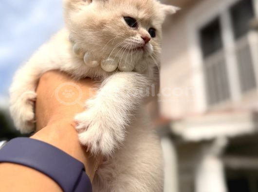 Show Kalite Özel Renk Ay 12 British Shorthair görsel